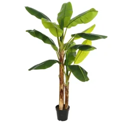 Agex Bananier^Banak Outlet