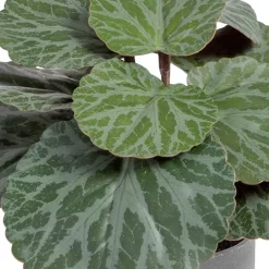 Lampe Plante en polyéthylène et fer^Banak Online