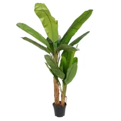 Polu Plante^Banak Hot