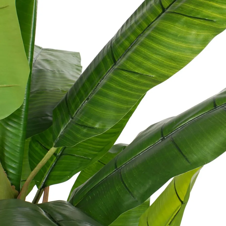 Polu Plante^Banak Hot