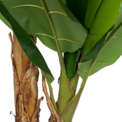 Polu Plante^Banak Hot
