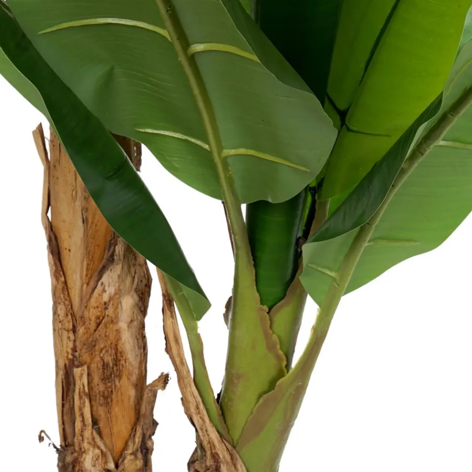 Polu Plante^Banak Hot