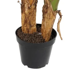 Polu Plante^Banak Hot